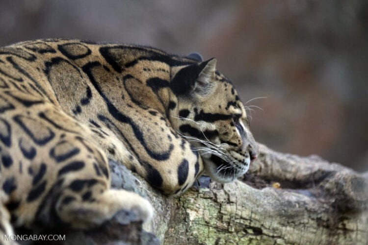 Clouded leopards, having experienced a 30% dip in numbers over the past three generations, are deemed vulnerable to extinction by the IUCN. Image by Rhett A. Butler for Mongabay.