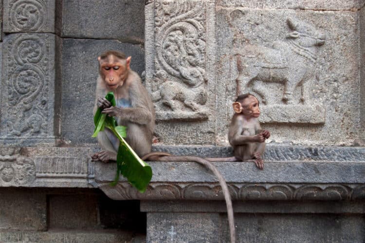 A mother and baby macaque in Tiruvannamalai, Tamil Nadu, India. New research indicates a family of viruses that affect macaques could eventually infect humans. Image by Vyacheslav Argenberg via Wikimedia Commons (CC BY 4.0).