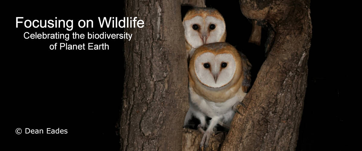 Barn Owls by Dean Eades