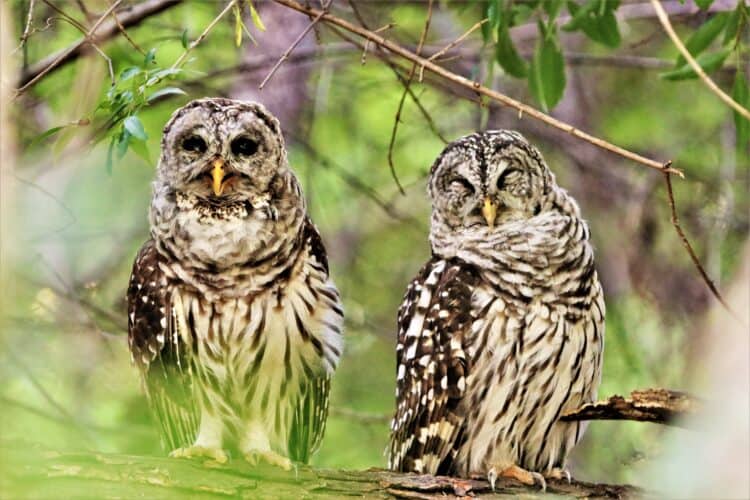 Barred Owls Brackenridge Park - Photo by Alesia Garlock