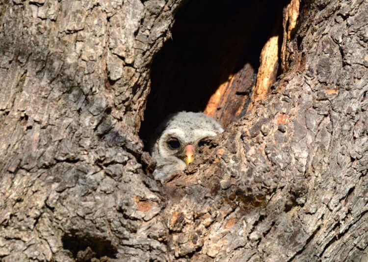 Barred owl nest brackenridge Park 2022 by Alesia Garlock