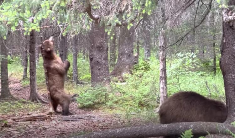 Two Brown Bears Take Turns Scratching Their Back On Trees In Hilarious Video From Alaskan State Park