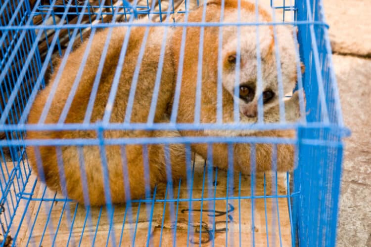 A Bengal slow loris (Nycticebus bengalensis) for sale in a border town market in eastern Myanmar. Image via Creative Commons (CC BY 2.0)