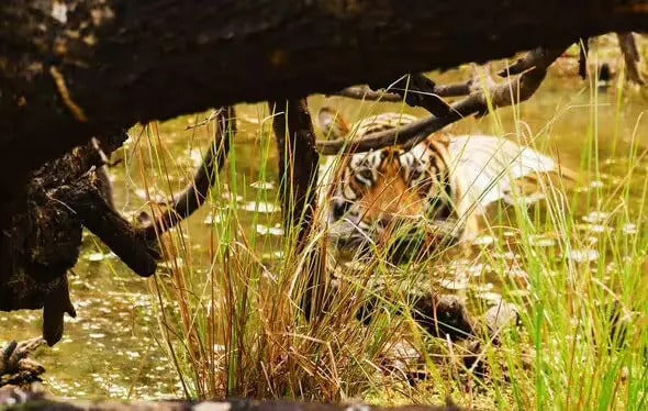 Bengalische Tiger sind eigentlich in Indien beheimatet (Bild: Getty)