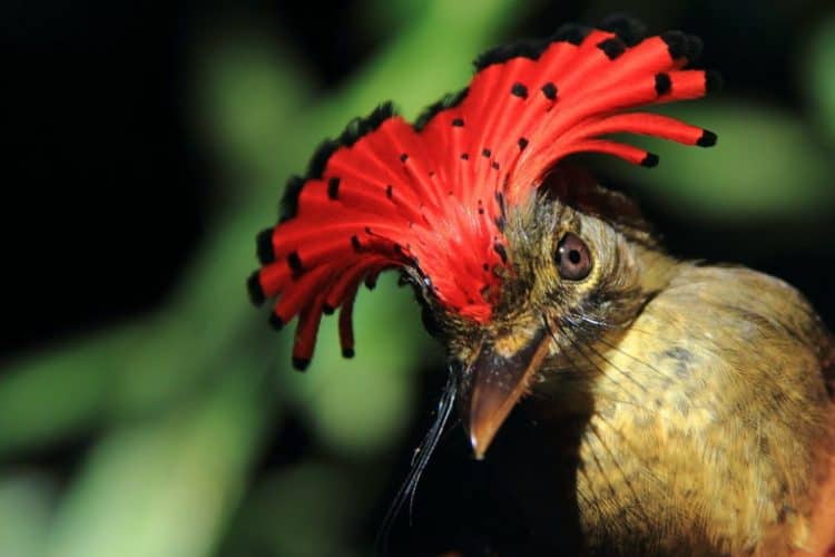 Amazonian birds are shrinking in response to climate change, study shows