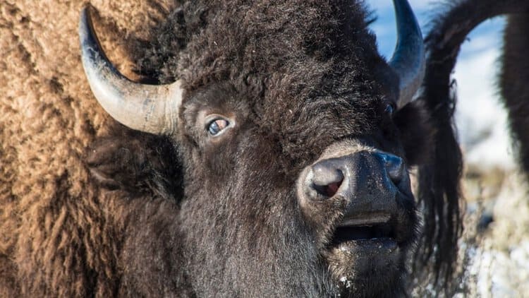 Yellowstone bison rams, pops visitor’s truck tire as they film