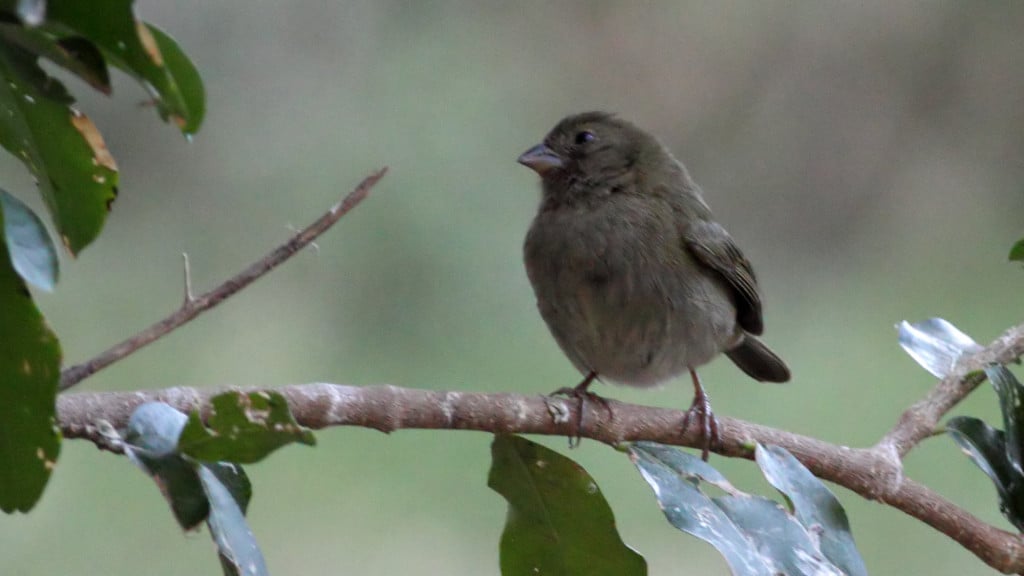 Black-faced Grassquit Tiaris bicolor