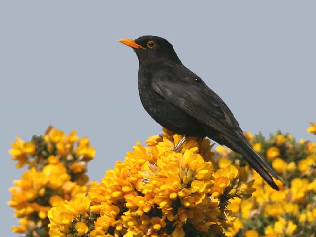 Blackbird Turdus merula