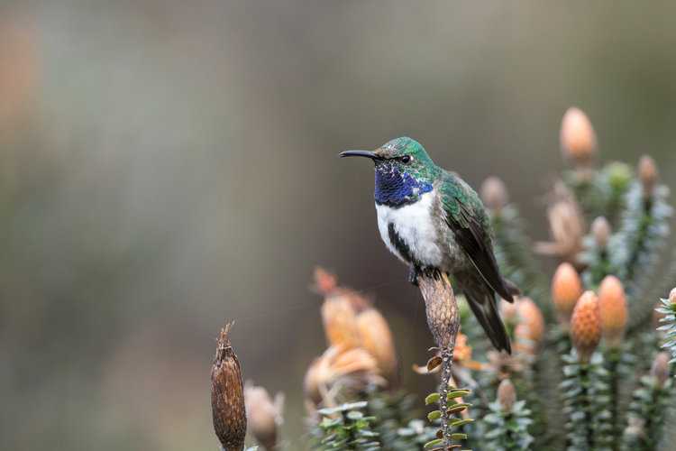 Blue throated hillstar in Cerro de Arcos reserve. Photo credit: James Muchmore