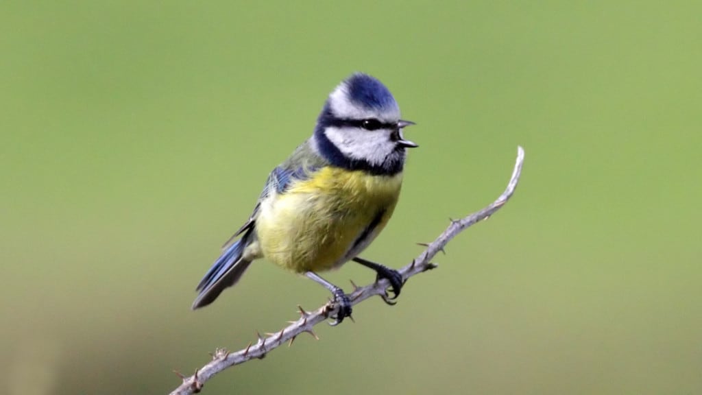 Is a Passerine Bird in the Tit Family Paridae. it is a Widespread