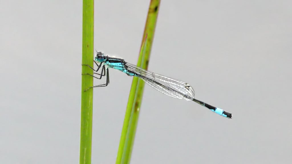 Blue-tailed Damselfly (Ischnura elegans)