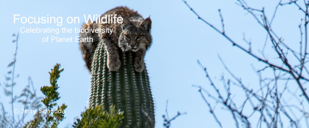 Bobcat Atop a Saguaro by Jerry Schudda