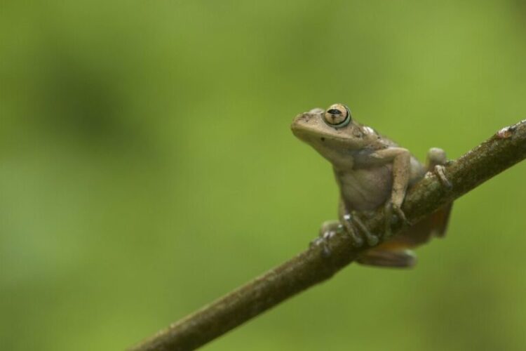 Hyperolius substriatus, a frog native to Kenya and Tanzania, courtesy of Tim Davenport/Re:wild.