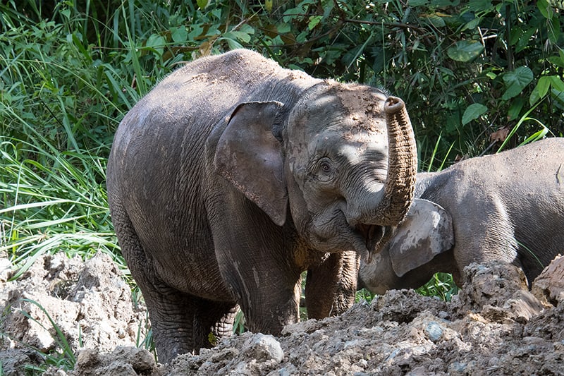 Borneo-pygmy-elephant | Focusing On Wildlife