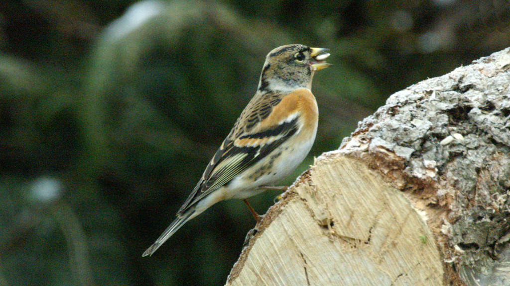 Brambling Fringilla montifringilla