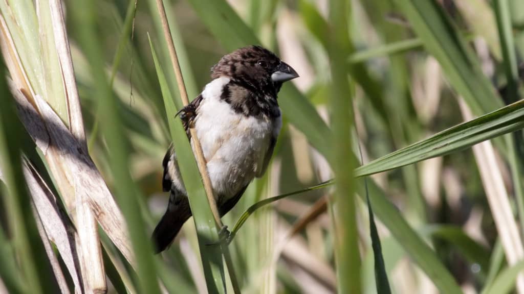 Bronze Munia Lonchura cucullata