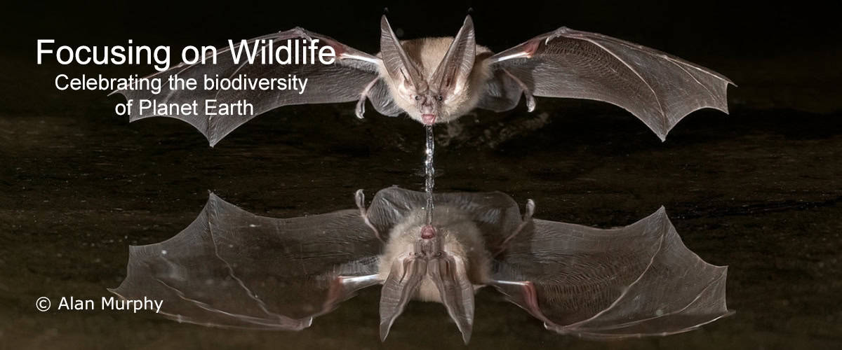 Brown Long-eared Bat with Water Drool After Drinking by Alan Murphy