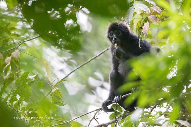 Brown-headed spider monkey in Canandé reserve. Photo credit: James Muchmore