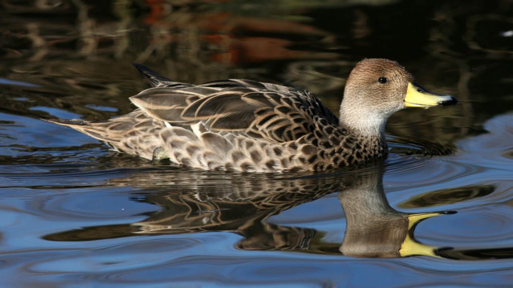 Brown Pintail Anas georgica spinicauda