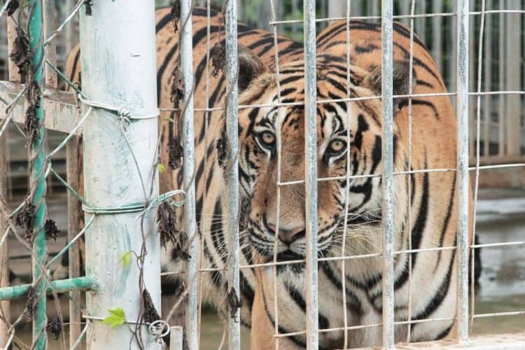 Footage reveals criminal-run tiger farms in Laos have actually been expanded, not shut down