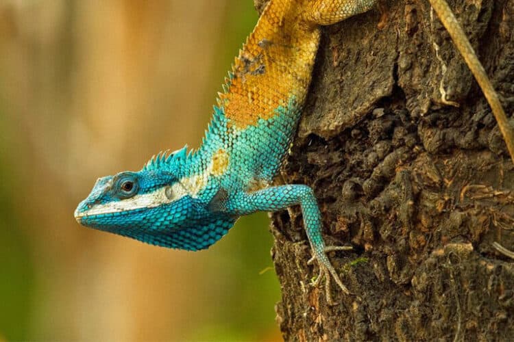 Calotes goetzi, an agamid lizard found in the Greater Mekong region. Image © Henrik Bringsoe.