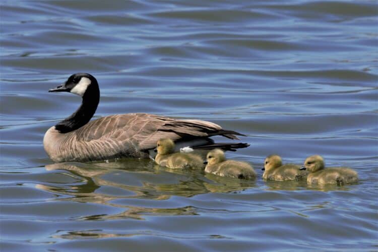 Canada Goose with goslings - Odessa, TX. Photo by Allesia Garlock