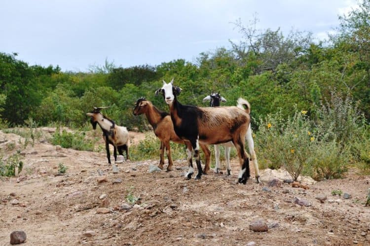 Goats in the Caatinga. Image courtesy of Carolina F. Esteves.