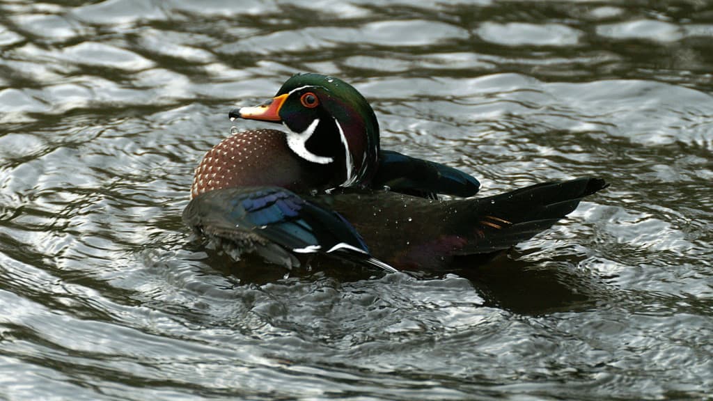 Wood Duck Aix sponsa
