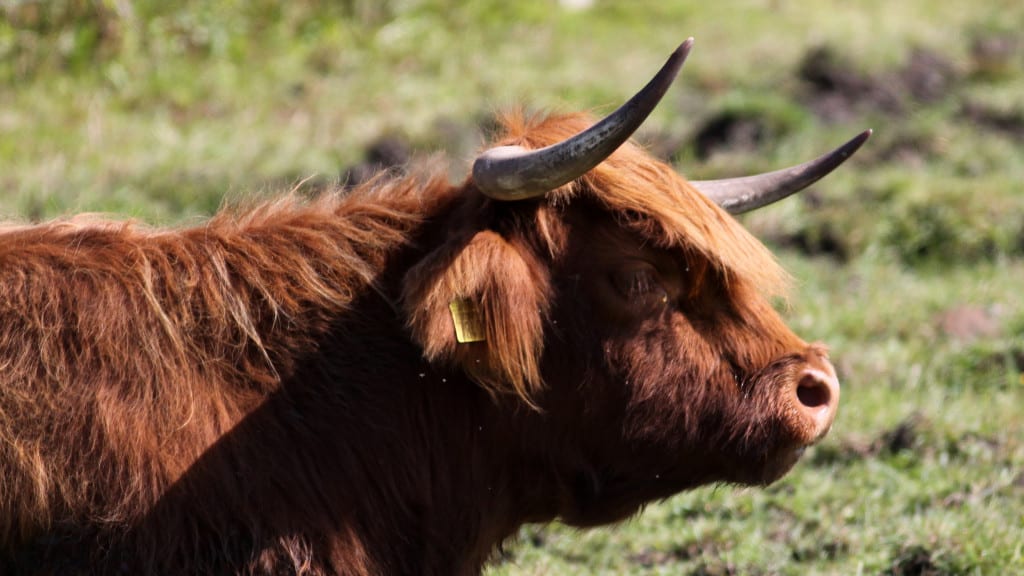Cattle taurus) | Focusing on Wildlife