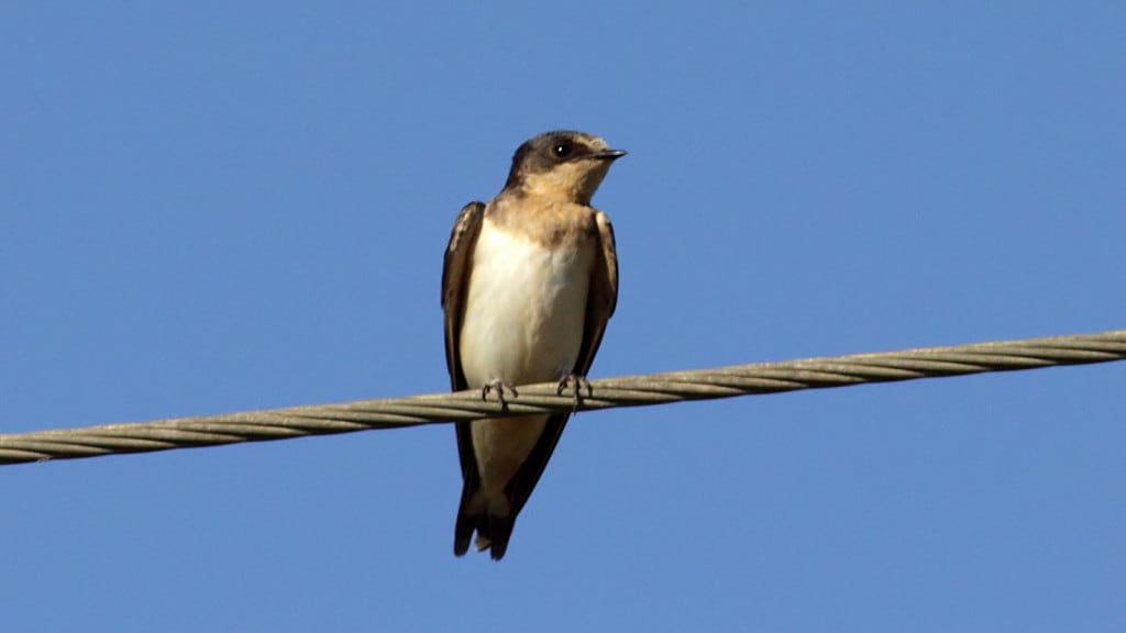 Cave Swallow Petrochelidon fulva