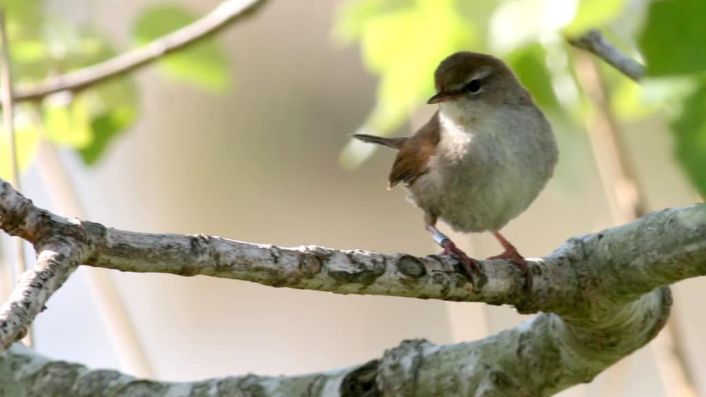 Cetti’s Warbler Cettia cetti