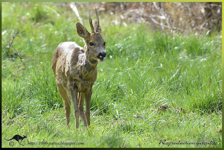 European Roe Deer: spring moult!