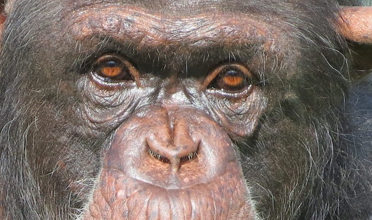 Endangered chimps ‘on the brink’ as Nigerian reserve is razed for agriculture, timber