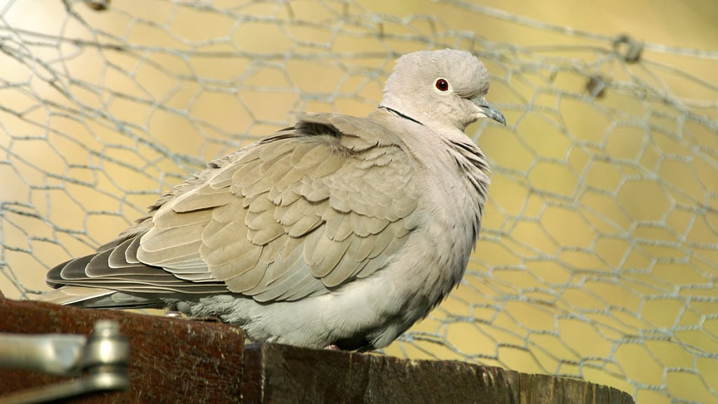 Collared-dove Streptopelia decaocto