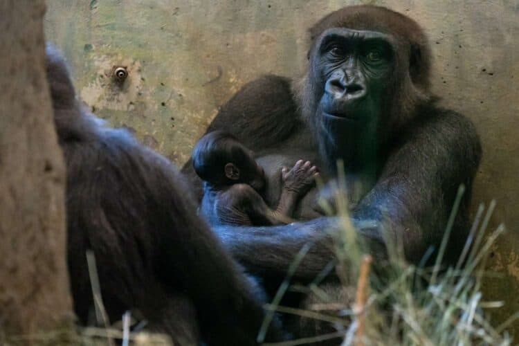 This zoo thought one of their gorillas was male — then it gave birth to a baby