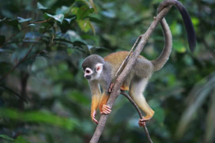 A common squirrel monkey in Colombian Amazon. Image by Rhett A. Butler/Mongabay.
