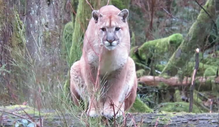 Mountain Lion Stalks Unarmed Shed Hunter In Heart-Pounding Video