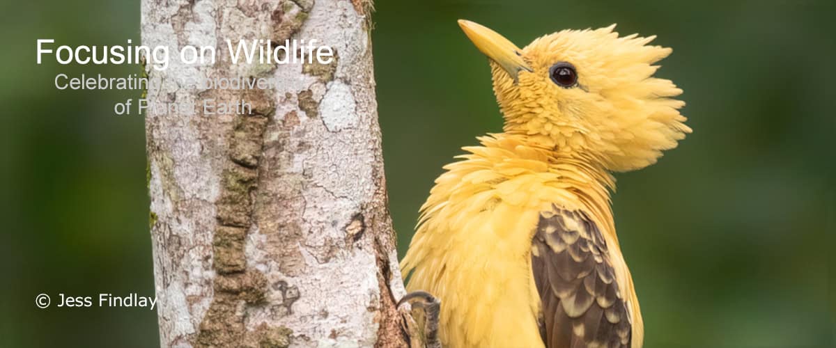 Cream-coloured Woodpecker by Jess Findlay