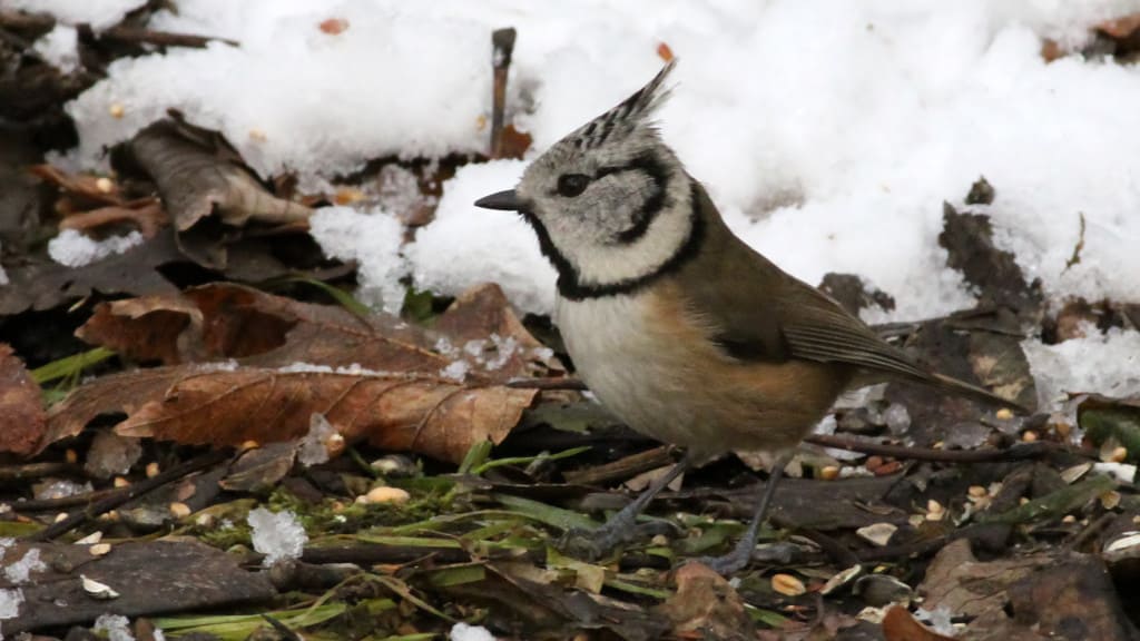 Crested Tit Parus cristatus