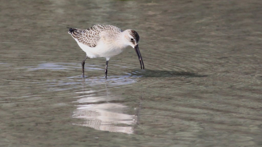 Curlew Sandpiper Calidris ferruginea