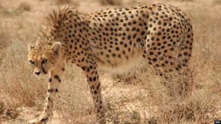 Iran Says Only 12 Asiatic Cheetahs Left In Country