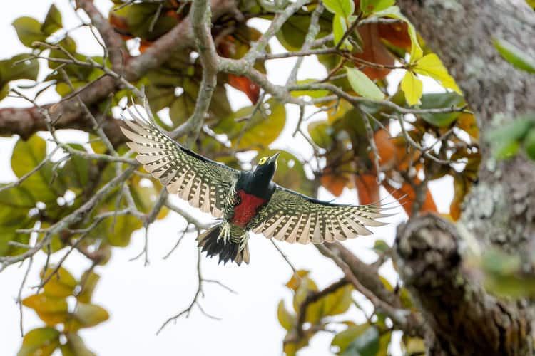 A woodpecker (Melanerpes cruentatus) taking off. Image by Sebastián Di Doménico.