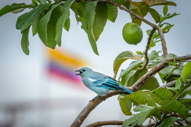 A bue-gray tanager (Traupis episcopus) singing on the San Jose pier, while the wind blows the Colombian flag in the background. Image by Sebastián Di Doménico.