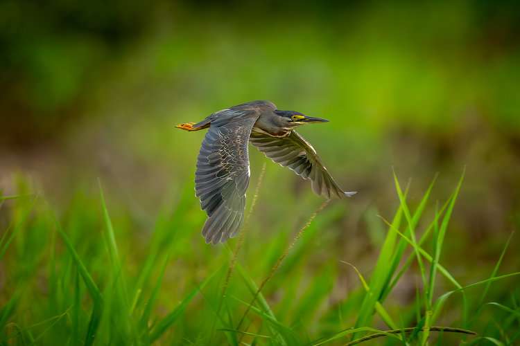 A striated heron (Butorides striata) flying over the marsh grasses that lie next to the town of San José del Guaviare. Image by Sebastián Di Doménico.