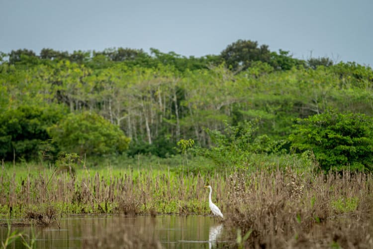 A great egret (Ardea alba) wades through the wetlands that surround the outskirts of San José del Guaviare. Image by Sebastián Di Doménico.