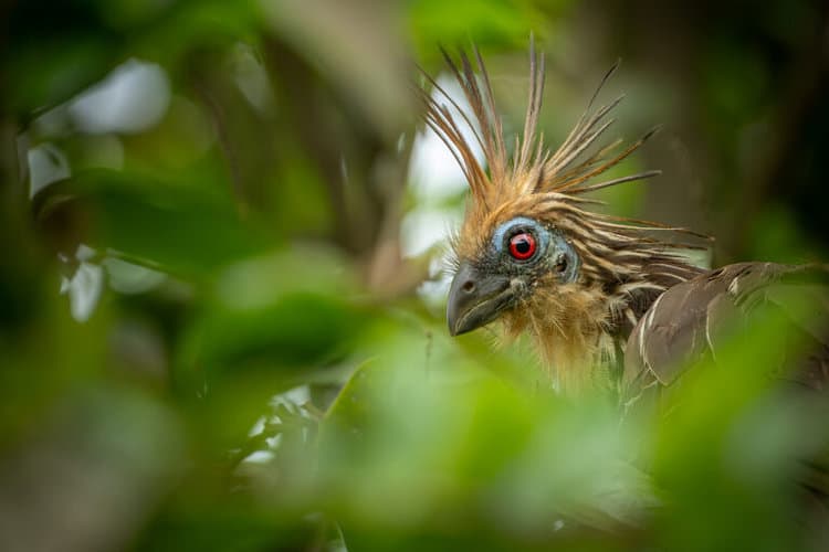 A close-up portrait of a stinkbird, or hoatzin. Quite a striking animal for such an offensive name. This one hides in the trees at the edge of the river. Image by Sebastián Di Doménico.
