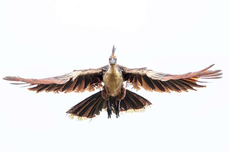 A stinkbird, also known as a hoatzin, flying above the banks of the Guaviare River. Image by Sebastián Di Doménico.