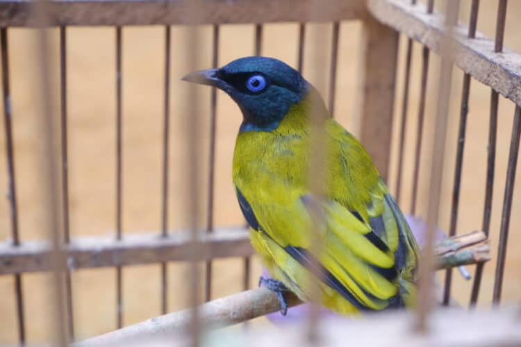 Songbirds in Indonesia are also prized for use in contests, which have spawned thriving networks of clubs, online forums and blogs. Image courtesy of Beni Okarda.