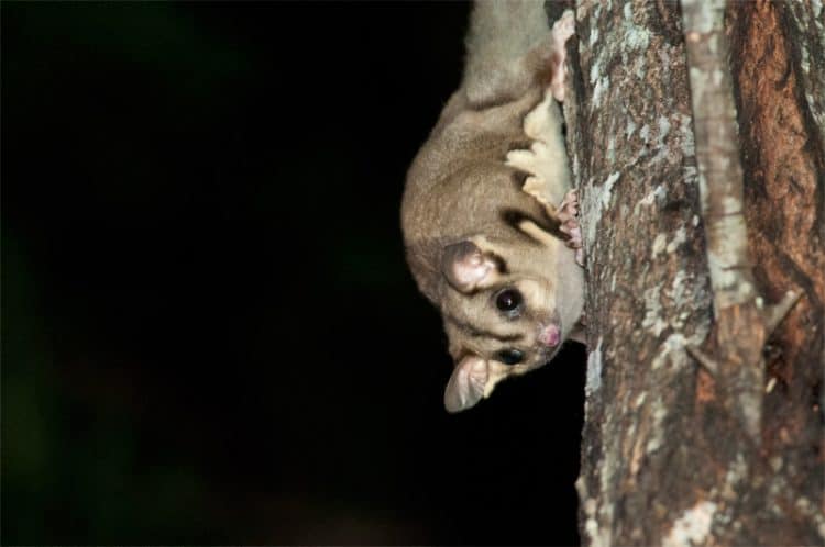 Finding mammals in Sydney (Urban mammals)