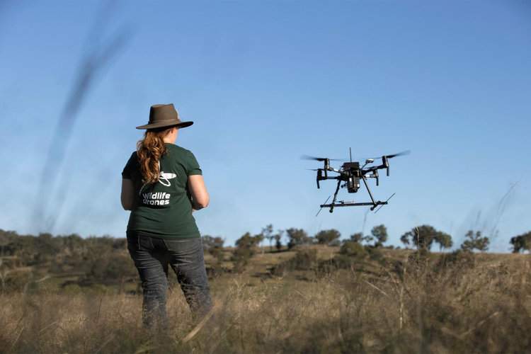 Wildlife Drones CEO Debbie Saunders launches a drone-enabled radio telemetry system. Image courtesy of Wildlife Drones.
